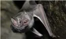  ??  ?? ‘Stay away!’ A vampire bat keeps its distance. Photograph: Michael Lynch/Alamy Stock Photo