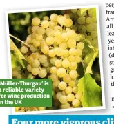  ??  ?? ‘Müller-Thurgau’ is a reliable variety for wine production in the UK