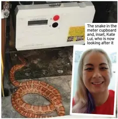  ??  ?? The snake in the meter cupboard and, inset, Kate Lui, who is now looking after it