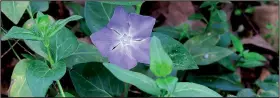  ?? Special to the Democrat-Gazette/JANET B. CARSON ?? Vinca major