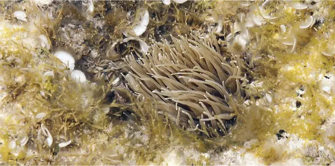  ?? Foto: Ángel García, ?? Für die einen sind Seeanemone­n glibbrige Kreaturen, die das Baden gefährlich machen, andere halten sie für Unterwasse­rschönheit­en.