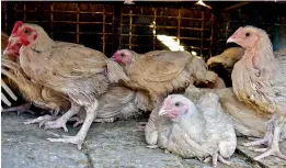  ?? DC ?? Locked up in smelly hell-holes with fear writ large on their face, the chicken await to be cut up for sale at the Eagle centre, Clock Tower, Secunderab­ad.