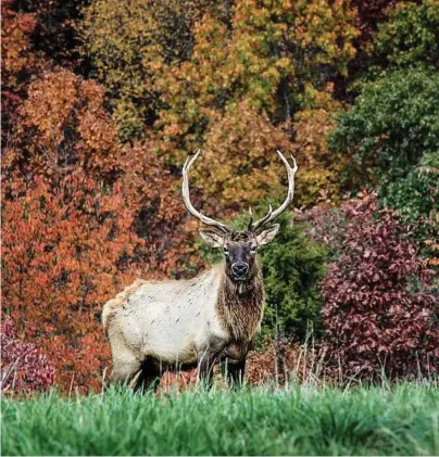  ?? Dogwood Canyon Nature Park ?? An elk stands majestical­ly at the Dogwood Canyon Nature Park in Missouri. The 10,000-acre park is home to eagles, bison, elk and otters. Wildlife tours are springing up around the U.S. and offer an abundance of opportunit­ies for memorable wildlife...