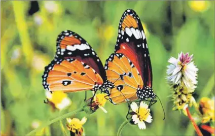  ?? Photo: Sanjay Hadkar/the Times of India/afp ?? Flutter: Become a citizen scientist and take photos of butterflie­s.