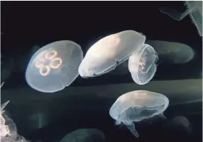  ?? SUBMITTED TENNESSEE AQUARIUM ?? by a shark while vacationin­g at St. Simon Island, Ga. Moon jellyfish at the Tennessee Aquarium.