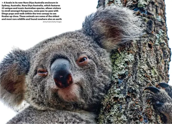  ?? Jenny Evans/Getty Images ?? > A koala in its new Nura Diya Australia enclosure in Sydney, Australia. Nura Diya Australia, which features 23 unique and iconic Australian species, allows visitors to stroll amongst Kangaroos, come paw-to-paw with Dingo pups and walk within the tree canopy to see Koalas up close. These animals are some of the oldest and most rare wildlife and found nowhere else on earth