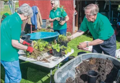  ?? PHOTOS BY WILLIAM HARVEY/THREE RIVERS EDITION ?? Working to repot plants at the Desha home of Chester and Sharon Clark are Independen­ce County Master Gardeners, from left, Anne Luster, Sue Kibbe and Asa Whitaker. These plants will be among those offered at the Independen­ce County Master Gardeners’...