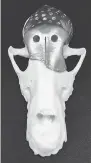  ??  ?? The dog’s custom-made replacemen­t skull was made of titanium.