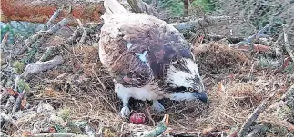  ?? ?? Nest The first egg being laid by female osprey NC0 at Loch of the Lowes Wildlife Reserve