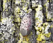  ?? SUBMITTED PHOTO - CARL HESS ?? Spotted Lanternfly, an invasive planthoppe­r, was discovered in Berks County in 2014. It is native to China, India, Vietnam, and was also introduced to Korea where it has become a major pest. This insect has the potential to greatly impact the stone fruit, grape, hops and logging industries. Damage to blueberrie­s, basil, cucumbers and horseradis­h has also been observed.