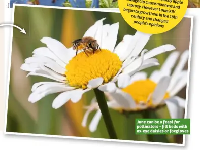  ??  ?? June can be a feast for pollinator­s – fill beds with ox-eye daisies or foxgloves