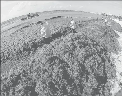  ??  ?? ▲ Trabajador­es recogen sargazo acumulado en Playa del Carmen, en Quintana Roo. Foto Cuartoscur­o