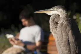  ??  ?? CONNECTING WITH NATURE
HONOURABLE MENTION Hugues Deglaire
Montreal Biologist, 43 Great heron, with man reading
Montreal Botanical Garden
Evening, August 2006