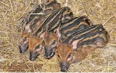  ?? FOTO: ROLF SCHLOSSER ?? Das viele Toben macht müde: Die vier Frischling­e im Kölner Zoo beim Nickerchen.