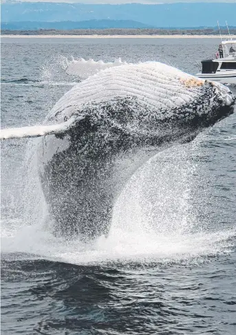  ?? Picture: SEA WORLD WHALE WATCH ?? STUNNING SIGHT: A whale puts on a show off the Gold Coast.