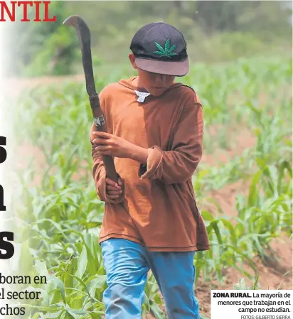  ?? FOTOS: GILBERTO SIERRA ?? Zona rural. La mayoría de menores que trabajan en el campo no estudian.