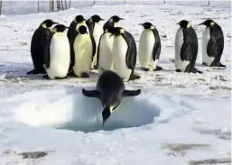  ??  ?? Experts say the Emperor penguin should be listed as an endangered species.