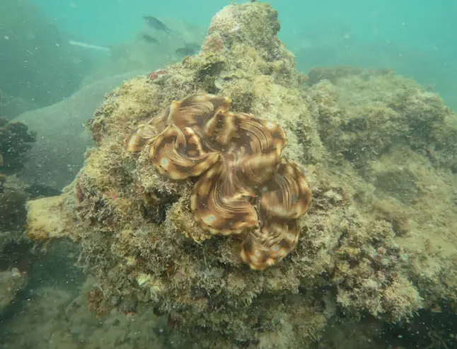  ??  ?? The giant clam exists in Singapore waters and marine biologist Neo Mei Lin (opposite) and her team have been studying the species to prevent its numbers from dwindling further