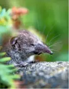  ??  ?? The lesser white-toothed shrew, Crocidura also known as the Scilly shrew.