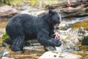  ?? Canadian Press photo/April Bencze ?? A black bear catches a fish in this undated handout photo. A new study shows that black bears need different species of salmon rather than huge numbers of them in a short period to be healthy.