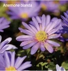  ?? ?? Anemone blanda