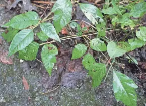  ?? CARDACIOTT­O/FOR THE USA TODAY NETWORK - TENNESSEE DAVE ?? Poison ivy always has three leaflets attached to the stem alternatel­y.