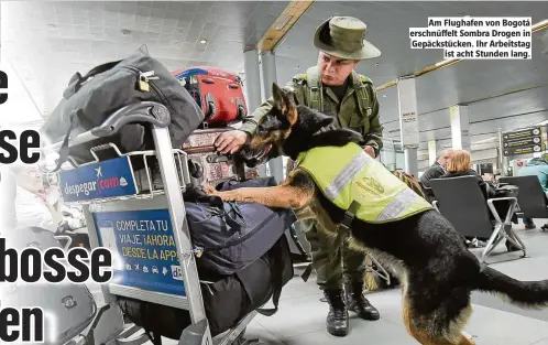  ??  ?? Am Flughafen von Bogotá erschnüf elt Sombra Drogen in Gepäckstüc­ken. Ihr Arbeitstag ist acht Stunden lang.