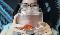  ?? PHOTO: REUTERS ?? Emie Le Fouest, of Paris, brings her goldfish named Luiz Pablo to the Paris Aquarium as part of an operation launched to take care of goldfish abandoned by French holidaymak­ers.