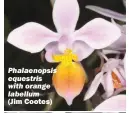  ?? (Jim Cootes) ?? Phalaenops­is equestris with orange labellum