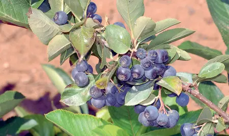  ??  ?? Quattro ettari E’ il terreno dedicato dalla Masseria Fruttiross­i alla coltivazio­ne delle bacche di aronia