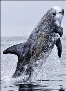  ?? A breaching Risso’s Dolphin showing extensive body scarring. ??