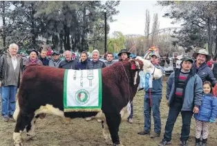  ??  ?? RP x1337 de la Cabaña Río Frío de Ganadera Esquel SARIF, GC en Polled Hereford. El lote FOTOS: AGENCIA CARMEN DE PATAGONES