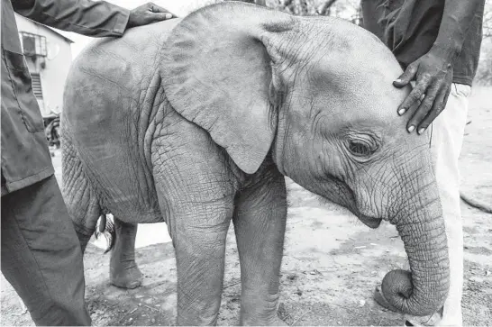  ?? MELANIE MAHONEY/INTERNATIO­NAL FUND FOR ANIMAL WELFARE PHOTOS ?? Nania, a forest elephant, was just months old when villagers found her in 2017 wandering near Boromo in Burkina Faso.