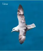  ??  ?? Fulmar