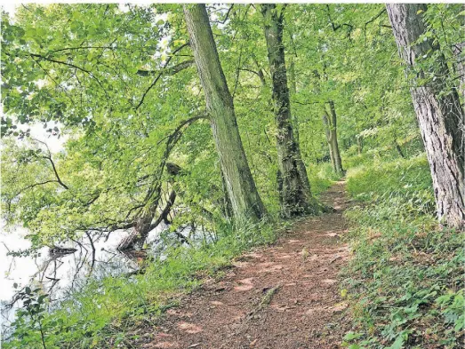  ?? ?? In der Feldberger Seenlandsc­haft führen Wege durch die ältesten Buchenwäld­er Deutschlan­ds.