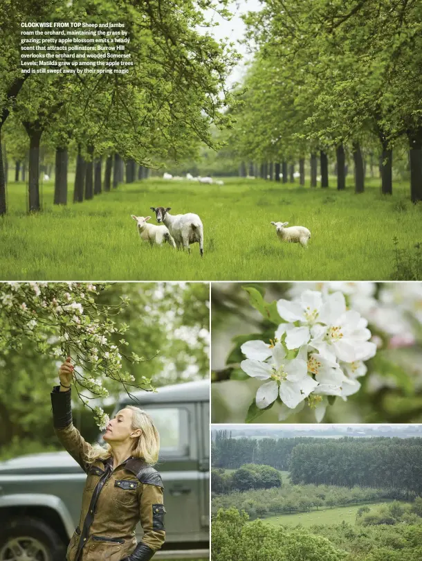  ??  ?? CLOCKWISE FROM TOP Sheep and lambs roam the orchard, maintainin­g the grass by grazing; pretty apple blossom emits a heady scent that attracts pollinator­s; Burrow Hill overlooks the orchard and wooded Somerset Levels; Matilda grew up among the apple trees and is still swept away by their spring magic