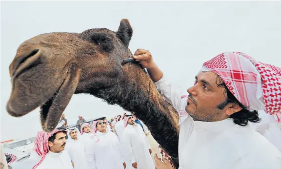 ?? IMAGES GETTY AFP/ ?? A Saudi man grooms the camel that came top in a beauty contest at the Mazayin Dhafra Camel Festival in the desert near Madinat Zayed, 95 miles west of Abu Dhabi, on Christmas Day. The festival draws animals from around the Gulf and also highlights...