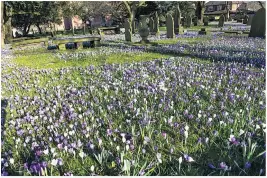 ??  ?? Sea of crocuses at St John’s church in Knutsford, Cheshire