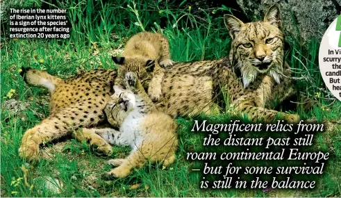  ??  ?? The rise in the number of Iberian lynx kittens is a sign of the species’ resurgence after facing extinction 20 years ago