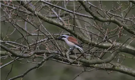  ?? Per Ekberg via The New York Times ?? Scientists attached geo-locators to red-backed shrikes and thrush nightingal­es to track their migration routes, finding the birds stopped at several places along the way instead of flying straight to their destinatio­ns.