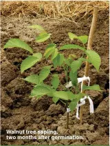  ??  ?? Walnut tree sapling, two months after germinatio­n.