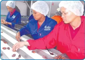  ??  ?? Proudly Namibian… Workers sorting dates according to size at the Naute Irrigation Project.