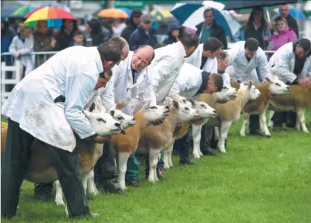  ?? AFP ?? Sheep are judged in a show ring on the first day of the Great Yorkshire Show, near Harrogate in northern England, on Tuesday. The agricultur­al show, which was first held in 1838, showcases all aspects of country life. Organized by the Yorkshire...