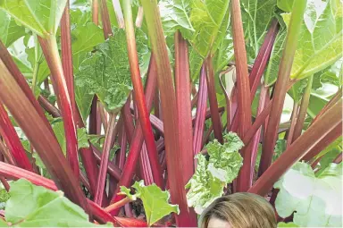  ?? ?? With luck, this time next year Fiona’s rhubarb plants in the polytunnel may result in some tasty pies and crumbles.