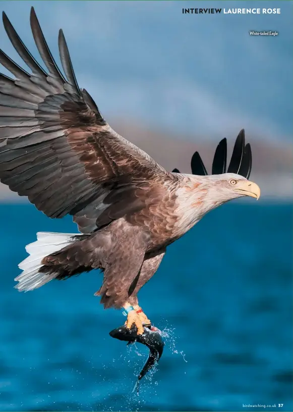  ??  ?? White-tailed Eagle