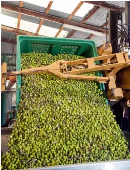  ??  ?? En una almazara o cooperativ­a es fundamenta­l saber la cantidad exacta de aceituna que el agricultor recoge y lleva.