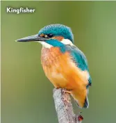  ??  ?? Kingfisher