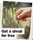  ?? ?? Get a shrub for free