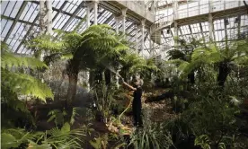  ?? Photograph: Adrian Dennis/AFP/Getty Images ?? Plants being watered by a horticultu­rist at London’s Kew Gardens, where scientists are searching for new cancer drugs.