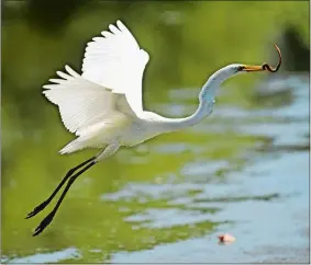  ?? SEAN D. ELLIOT/THE DAY ?? An egret flies to the shore of a salt pond along Shennecoss­ett Road on the UConn Avery Point campus in Groton on Monday with an eel in its beak.